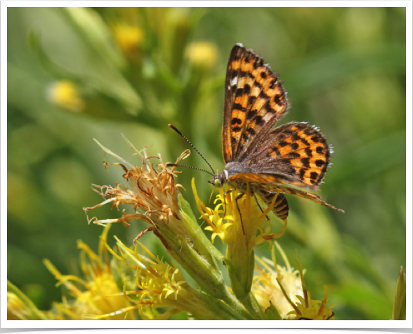 Nais Metalmark